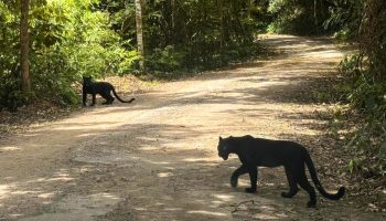 Посетитель парка замечает двух пантер