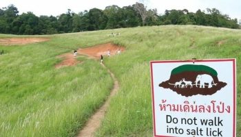 Предсвадебная съемка в Кхао Яй вызвала негативную реакцию из-за нарушения правил