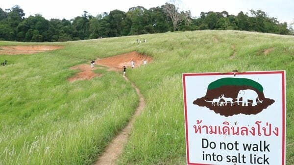 Предсвадебная съемка в Кхао Яй вызвала негативную реакцию из-за нарушения правил