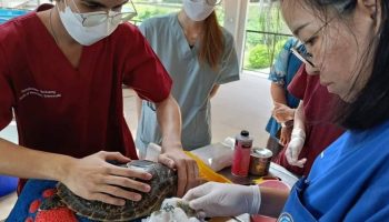 Раненую черепаху нашли на пхукетском пляже