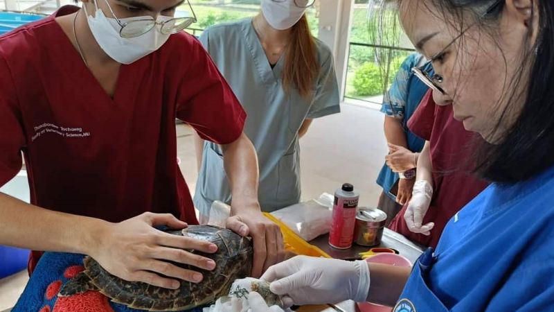 Раненую черепаху нашли на пхукетском пляже