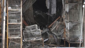 Рейды на рынок домашних животных, начавшиеся после пожара