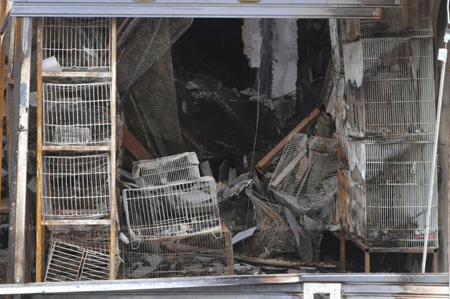 Рейды на рынок домашних животных, начавшиеся после пожара