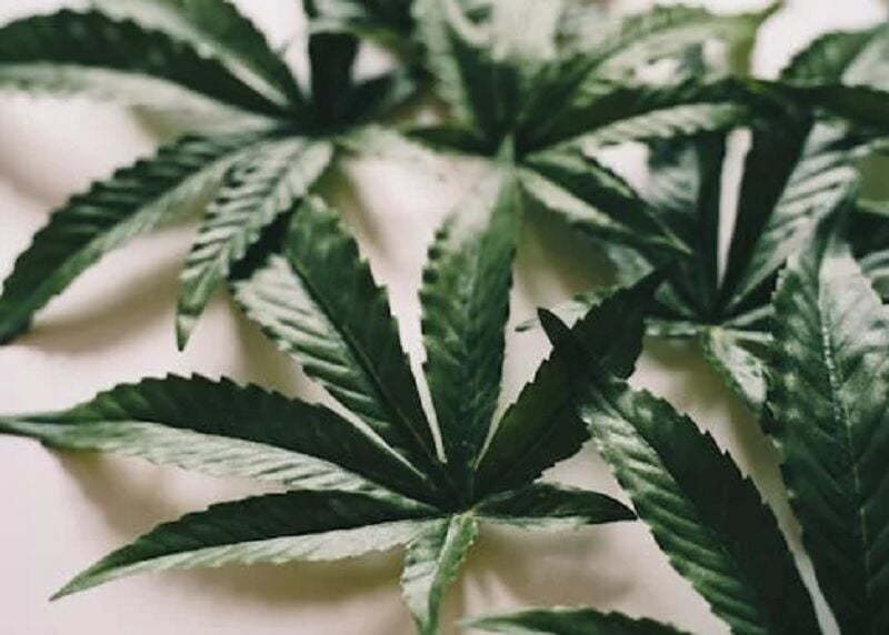 Тайские сторонники каннабиса "отсеивают" оппозицию в Бангкоке