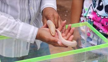 Угорь-блестящая удача: Редкий угорь-альбинос приносит удачу в лотерее в Удонтхани