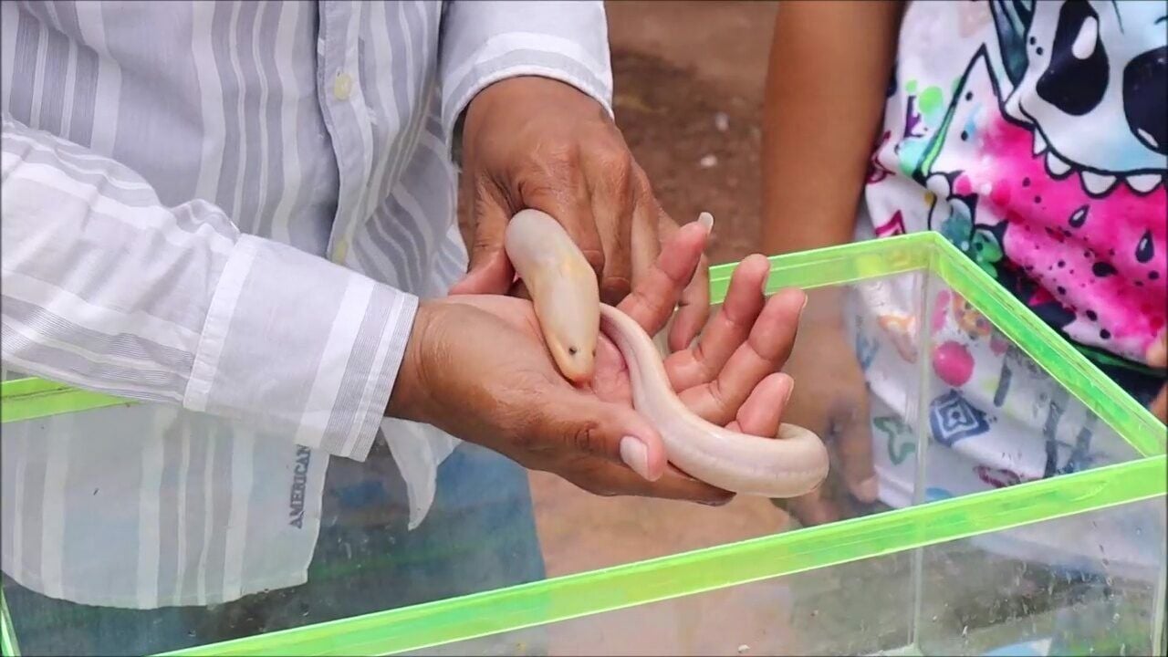 Угорь-блестящая удача: Редкий угорь-альбинос приносит удачу в лотерее в Удонтхани