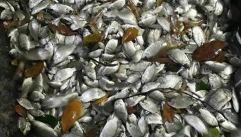 CP Foods отрицает связь с инвазивной рыбой