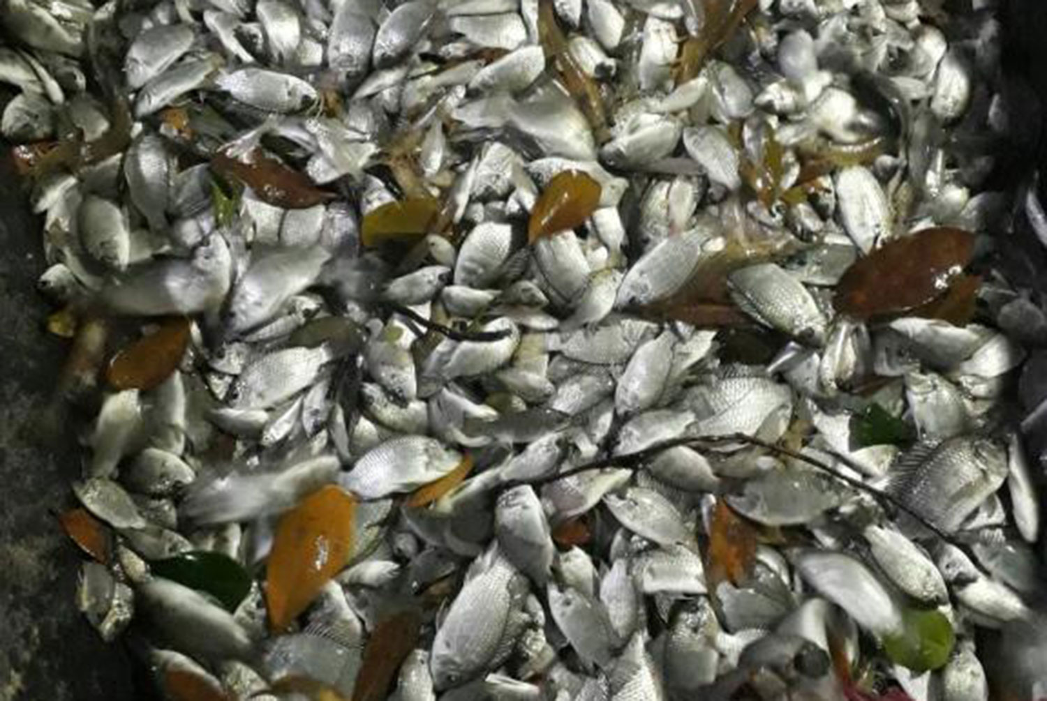 CP Foods отрицает связь с инвазивной рыбой