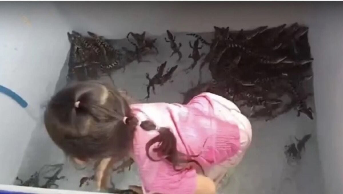 Бесстрашный тайский ребенок производит фурор с помощью "крокодилов" другого вида