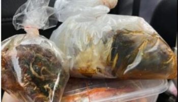 Борьба за еду: цены на рынке чатучак вызвали острую дискуссию в Интернете