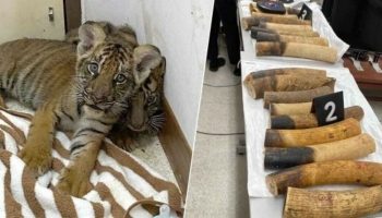 Борьба с дикой природой: в Таиланде борются с незаконным тигриным бизнесом