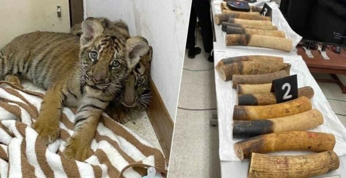 Борьба с дикой природой: в Таиланде борются с незаконным тигриным бизнесом