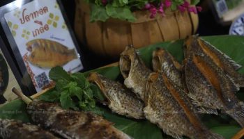 Борьба с черноплодной тилапией "займет три года’