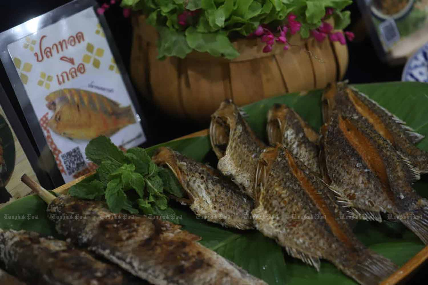 Борьба с черноплодной тилапией "займет три года’