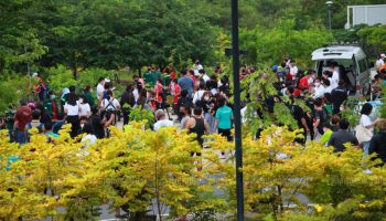 В Бангкоке вырастут еще один миллион деревьев