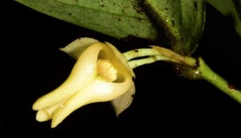 В пещере Сатун обнаружен новый вид деревьев "Чалермпракиат"