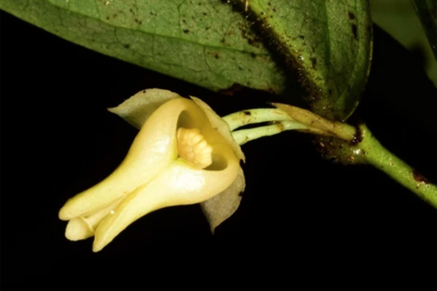 В пещере Сатун обнаружен новый вид деревьев "Чалермпракиат"