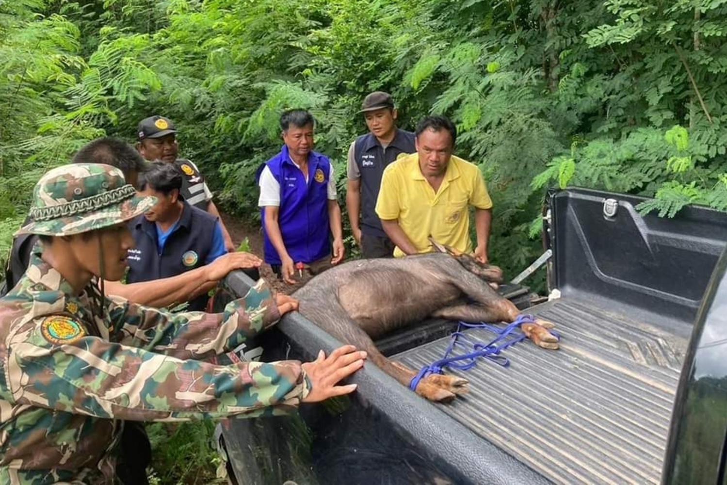 В провинции погибли два редких животных