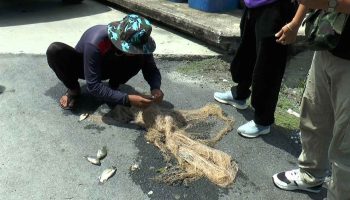 В таиландскую провинцию Самут-Пракан проникают чужеродные виды рыб