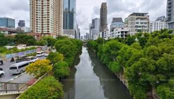 Деревья Чонг Нонси сохраняются, сообщает city