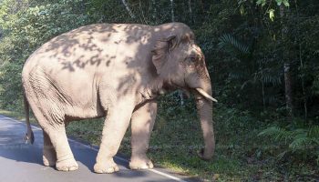 Дикие слоны пройдут новый тренинг по "модификации поведения"