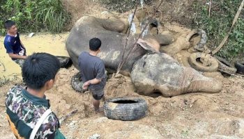 Дикий слон в заповеднике Анг-Рю-Най скончался от тяжелых травм