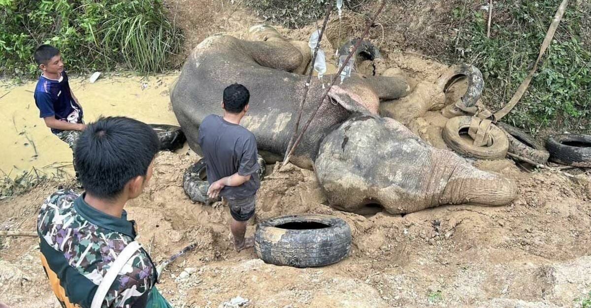 Дикий слон в заповеднике Анг-Рю-Най скончался от тяжелых травм