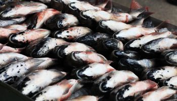 до запрета было экспортировано 230 тысяч тонн тилапии