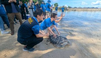 Зеленых черепах выпустили в море на Пхукете