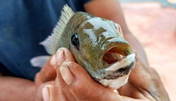 Инвазивная рыба в Таиланде ежегодно наносит ущерб на 100 миллионов бат