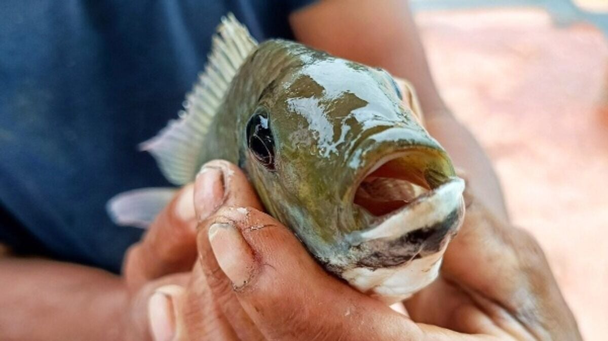 Инвазивная рыба в Таиланде ежегодно наносит ущерб на 100 миллионов бат