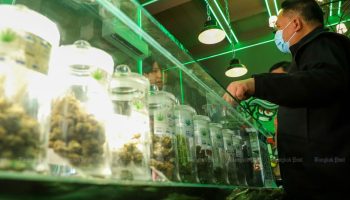 Каннабис вернется в список запрещенных наркотиков после голосования