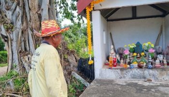 Местные жители Бурирама, напуганные сырой свининой, считали свиней среднего размера одержимыми