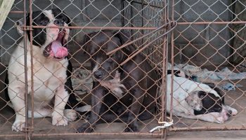 Мужчина из Кхонкэна был до смерти загрызен американскими собаками-хулиганами