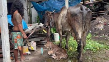 Мычание: тайский мужчина галлюцинирует и разговаривает с коровами после употребления каннабиса