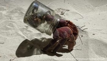 Национальный парк Симиланских островов просит построить дома для крабов-отшельников