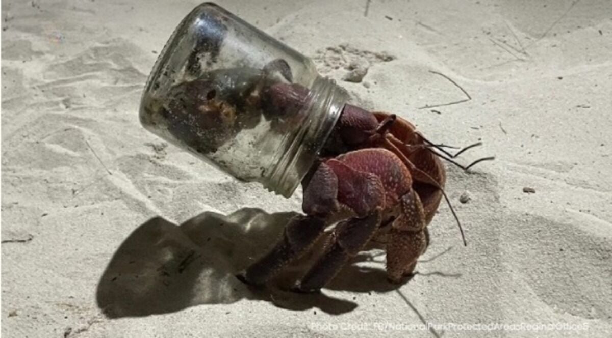 Национальный парк Симиланских островов просит построить дома для крабов-отшельников