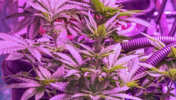 Объявивший голодовку сторонник употребления каннабиса госпитализирован