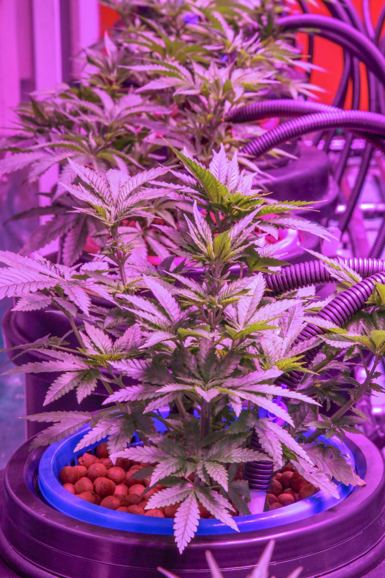 Объявивший голодовку сторонник употребления каннабиса госпитализирован