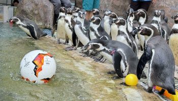 Парад пингвинов набирает обороты благодаря безумному флагу зоопарка Као Хеоу на Евро-2024