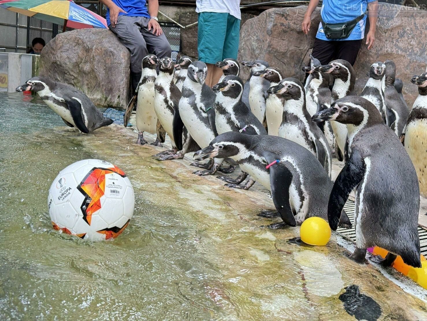 Парад пингвинов набирает обороты благодаря безумному флагу зоопарка Као Хеоу на Евро-2024
