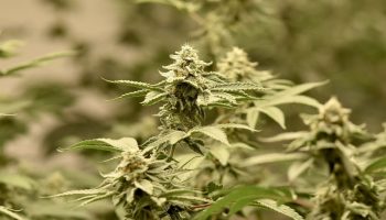 Повторный листинг "приведет к потере 27 миллиардов батов"