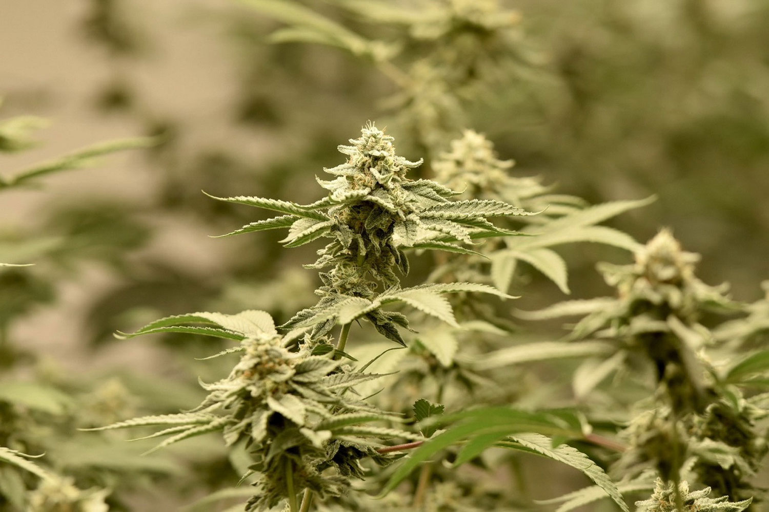 Повторный листинг "приведет к потере 27 миллиардов батов"