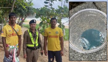 Португальские кораблики замечены на Сурине