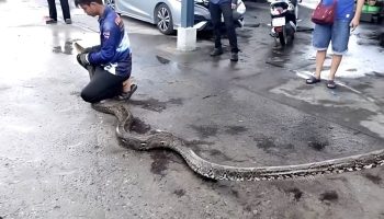 Поцелуй змеи: в туалете компании обнаружен 4-метровый питон