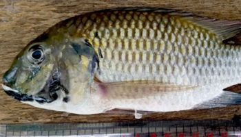 Правительство объявляет тотальную войну вторгшейся рыбе