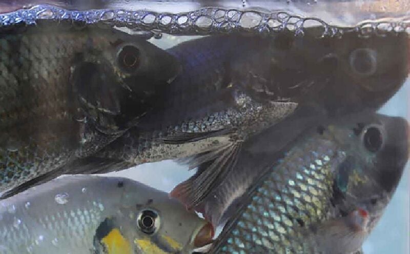 Проблема с тилапией: Таиланд приказывает бороться с нашествием инвазивной рыбы