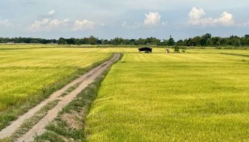 Проблемы с доплатой заставляют пересмотреть субсидии на удобрения в размере 30 миллиардов батов