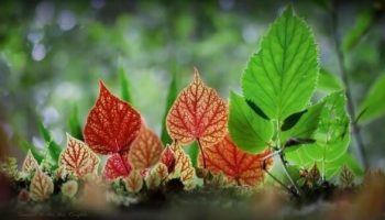 Редкие бегонии превращают лес Пхитсанулок в сказочную страну чудес