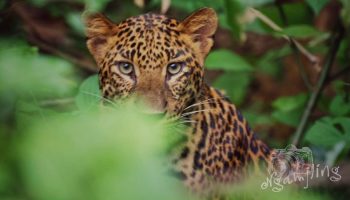 Редкие по качеству фото леопарда сделали в тайском нацпарке